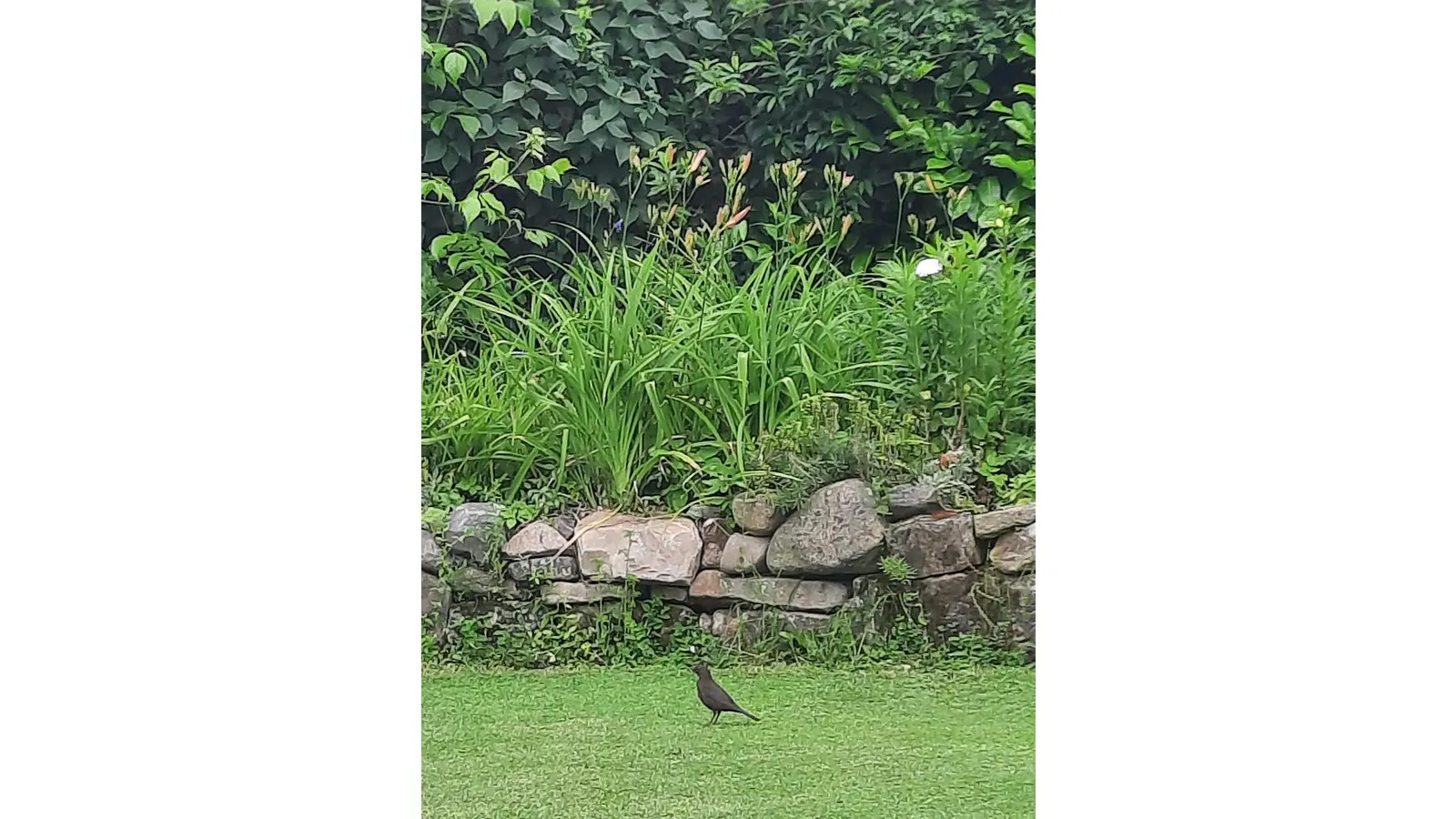 Nur wenige Meter vor der Einflugschneise zum Nest auf der Futtersuche in unserem Garten. (Foto: ab)