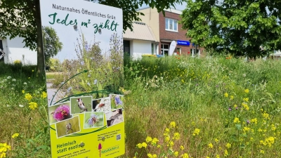 Im vergangenen Jahr angelegt: Eine neugestaltete Blühwiese an der Hagenburger Straße. (Foto: tau)