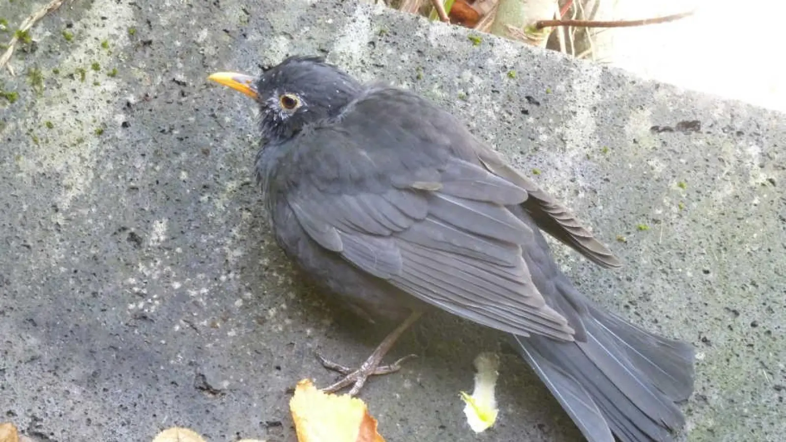 Desorientiert: Eine erkrankte Amsel.  (Foto: Michael Beusch)