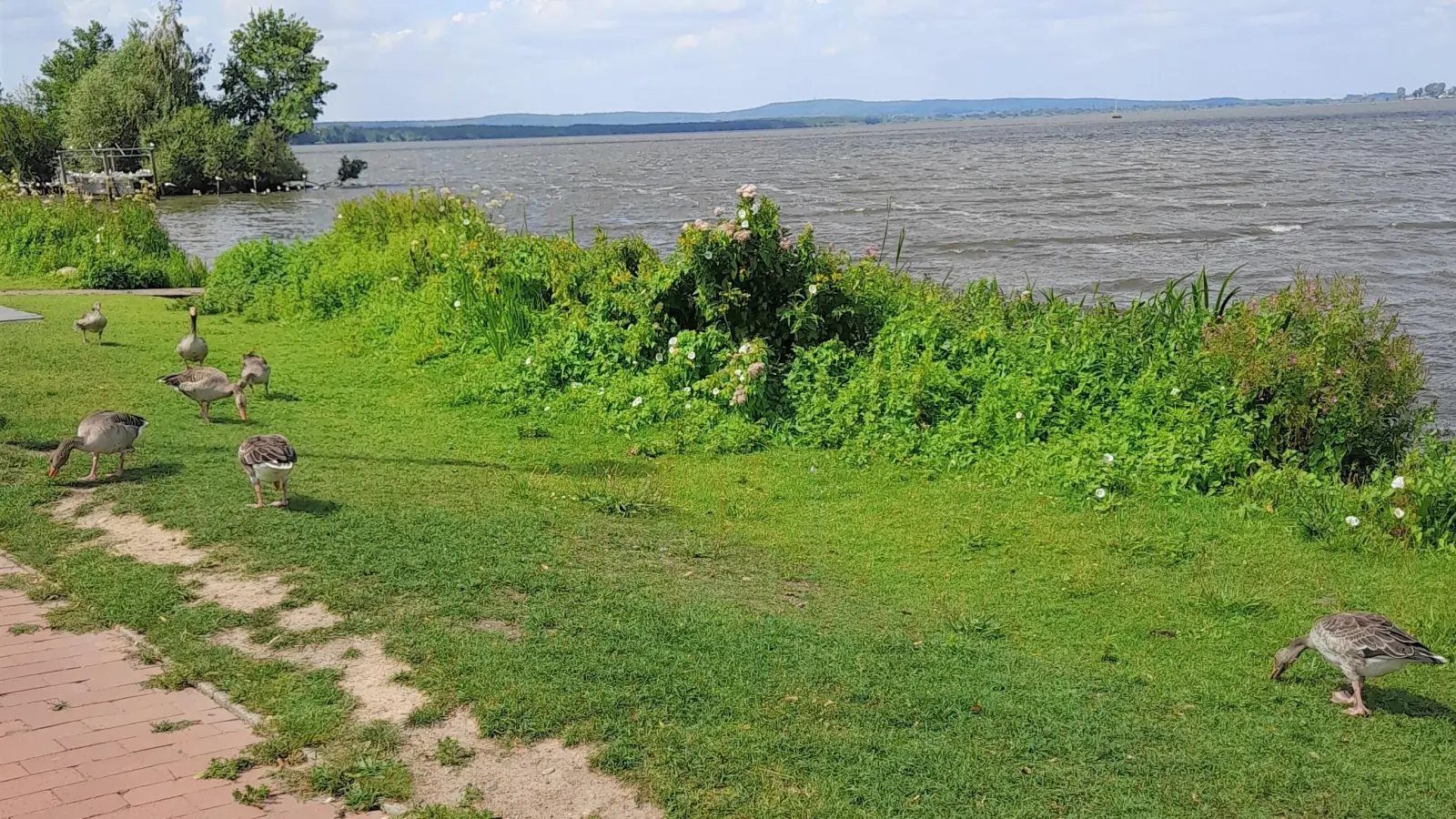 Sind nicht überall erwünscht: Grau-Gänse am Steinhuder Meer. (Foto: wb)