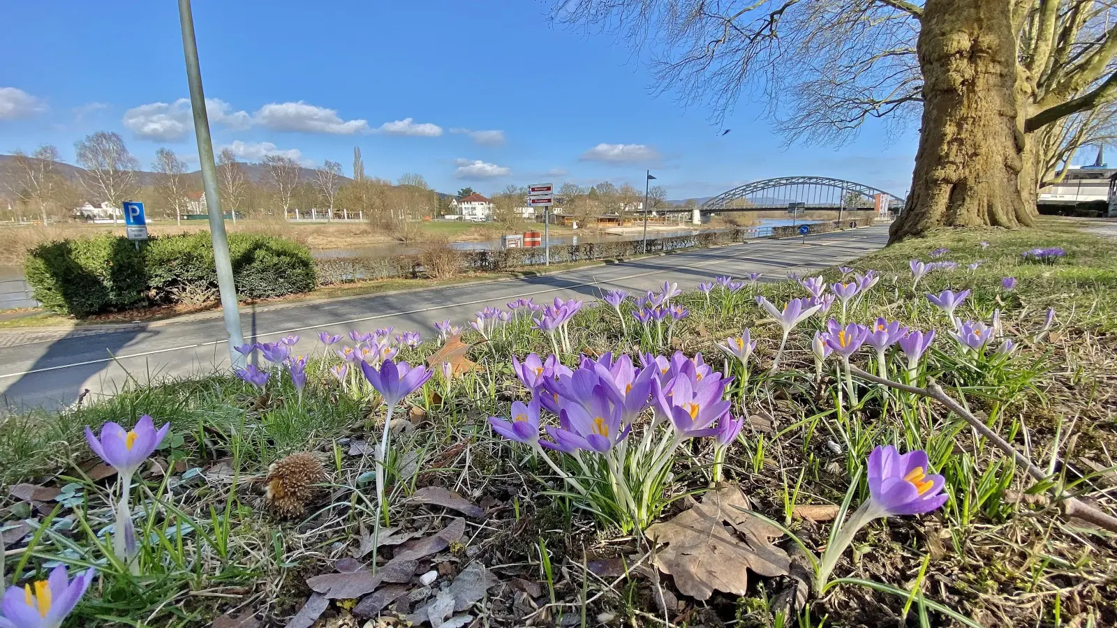 Krokusse machen „Lust auf Frühling“. (Foto: ste)