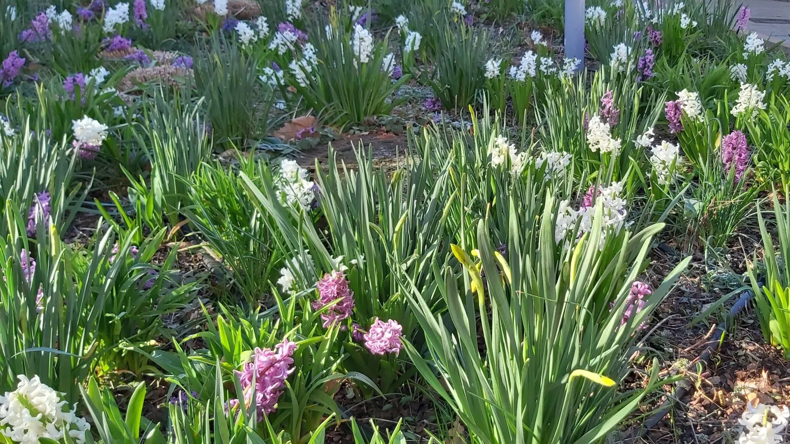 Aufruf zur Mitwirkung bei der Landesgartenschau: Viele Blumen ergeben einen Strauß. (Foto: gk)