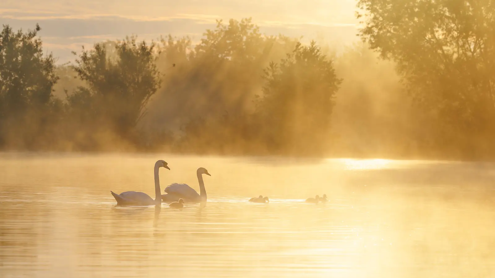 Eingefangen: Morgenstimmung am Steinhuder Meer. (Foto: Thomas Kabisch)