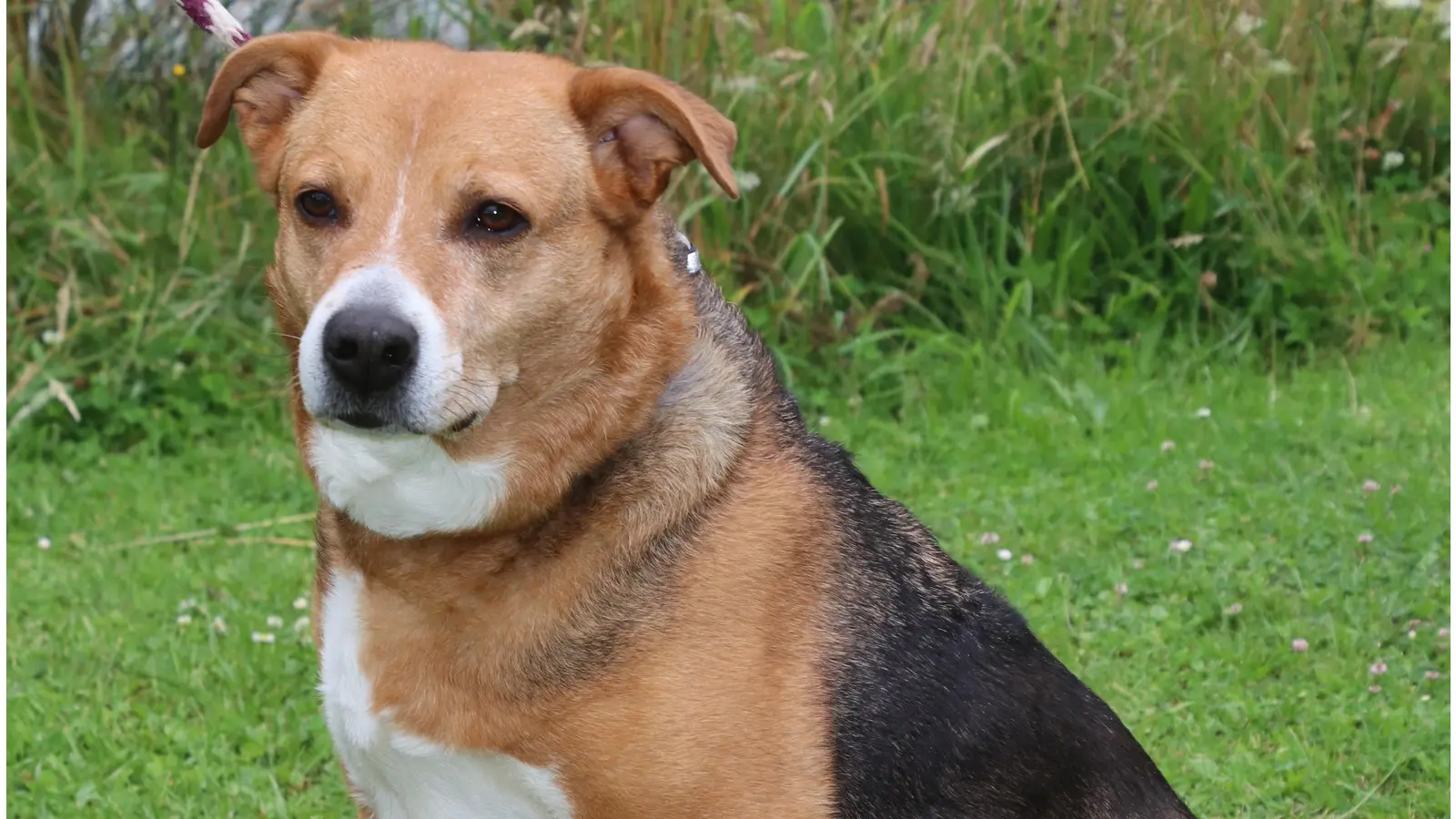 Welches Frauchen oder Herrchen wird mit Lucy künftig spazieren gehen?  (Foto: gi)