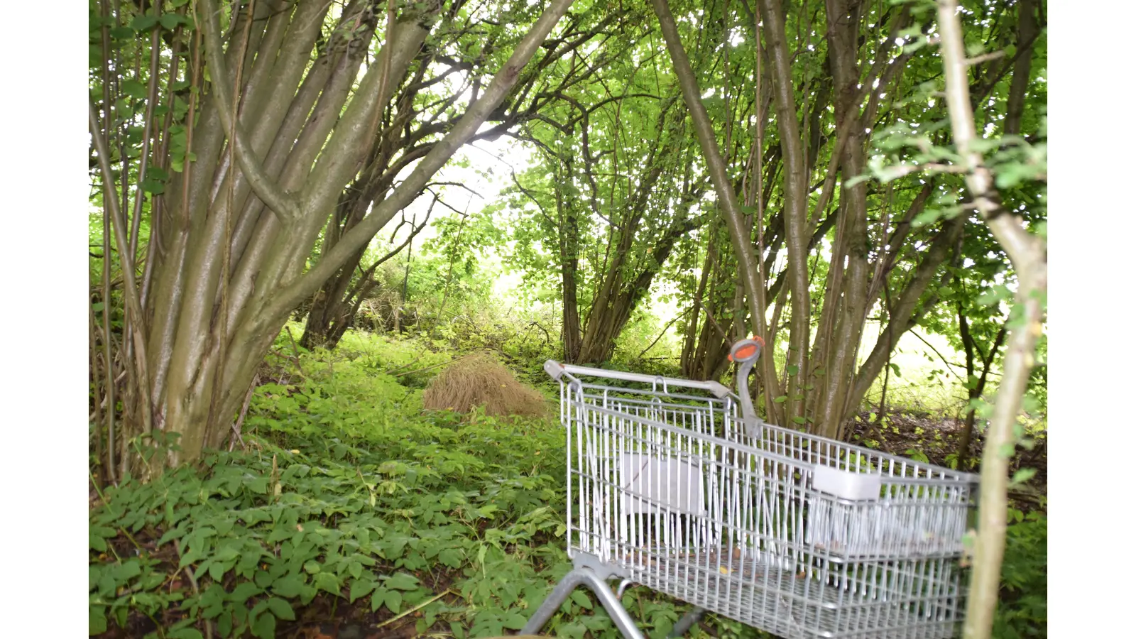 Sehr lange steht der Einkaufswagen noch nicht auf der Kohlengrus-Halde. (Foto: ab)