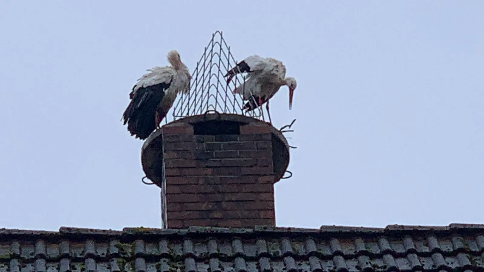 Die Störche versuchen ein neues Nest um den Draht zu bauen.  (Foto: privat/gi)