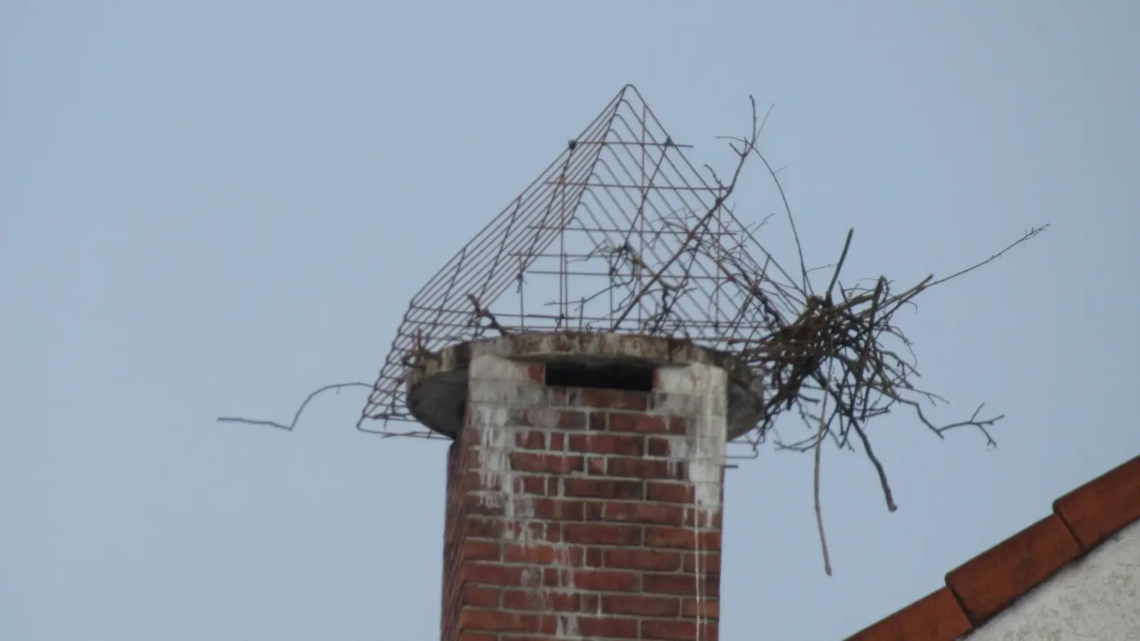 Der Storchenbeauftragte Reinhard Löhmer glaubt nicht, dass die Störche in der Drahthaube ein Nest bauen können.  (Foto: privat)