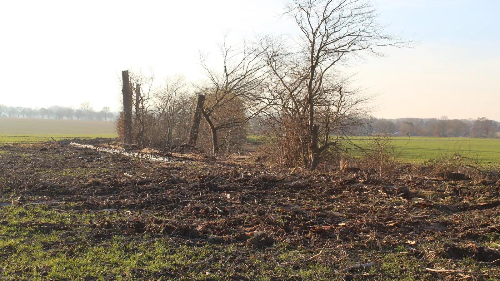 Standen nicht mehr sicher: Pappeln am Wegesrand. (Foto: wb)