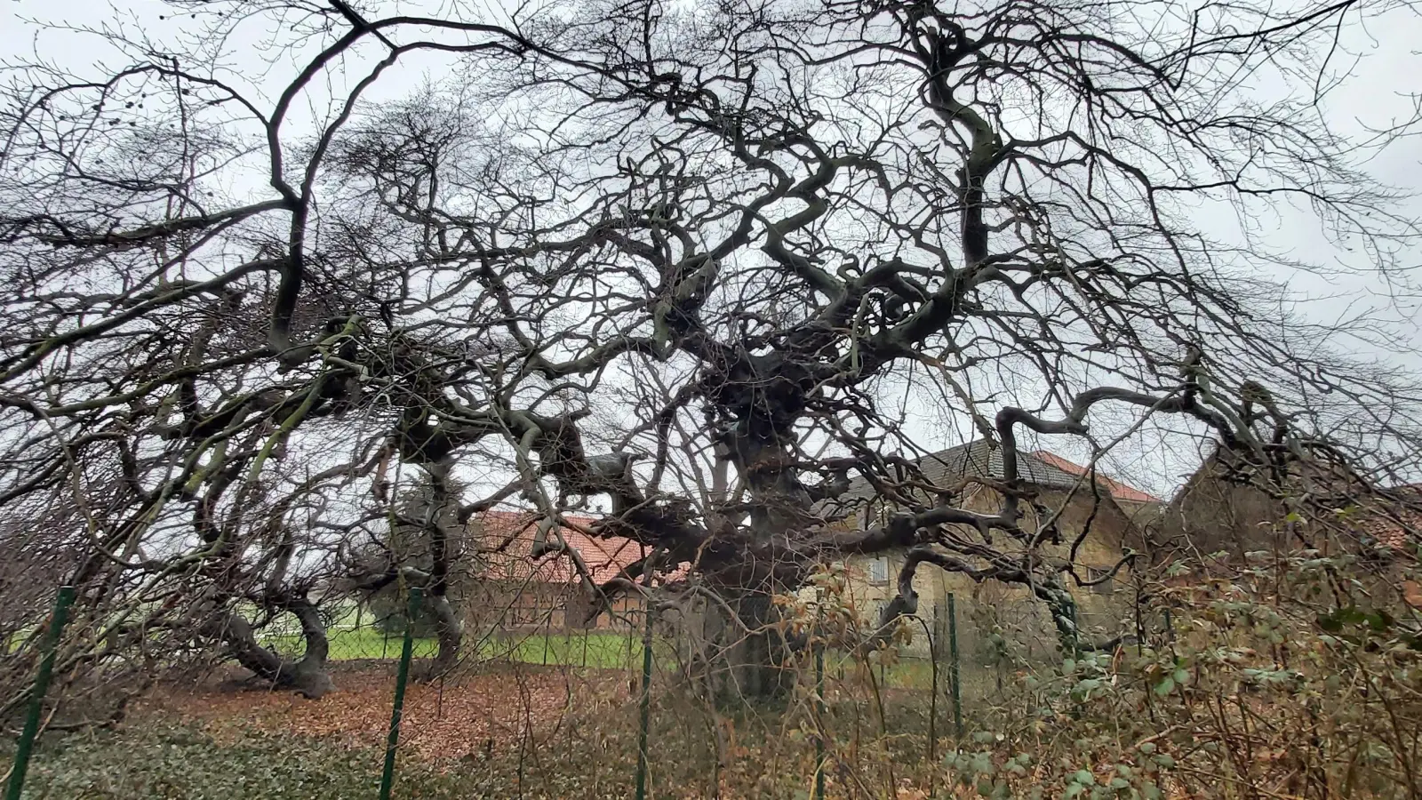 Im Herbst 2023: Die Süntelbuche mit den zwei Auslägern im Volkspark Lauenau. (Foto: gk)