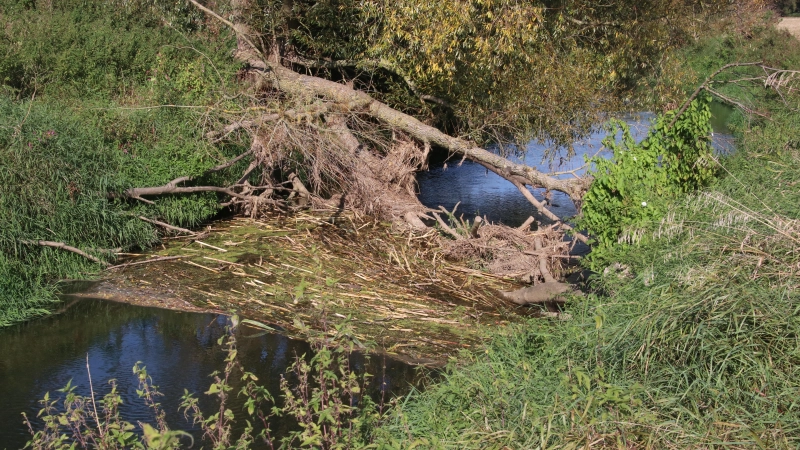 Die von den Bibern nicht mehr gebrauchten Maisstangen sammeln sich am gefällten Baum.  (Foto: gi)