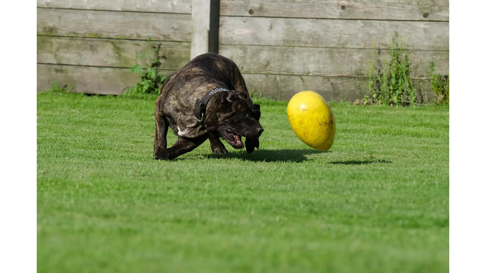 Bissiger Hund aus Tierheim entführt: Dieb klaute falsches Tier. (Foto: pixabay.com)