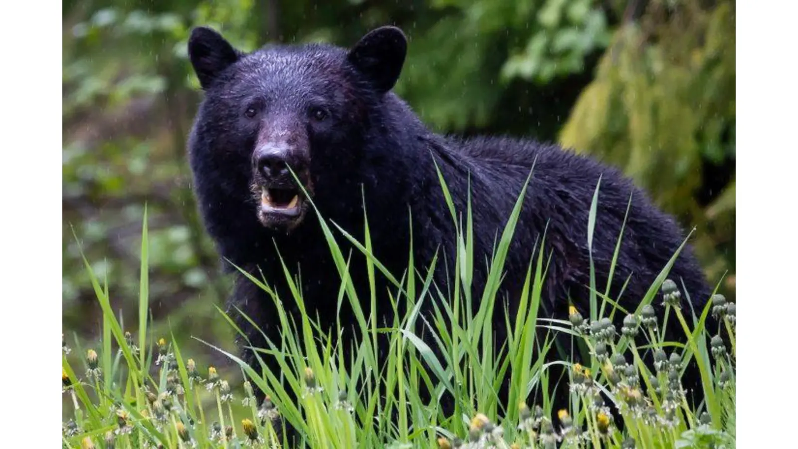 Kinofilm „Cocaine Bear“. (Foto: privat)