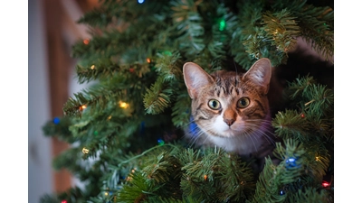 Möglicherweise eine Gefahr: Katze im Tannenbaum. (Foto: privat)