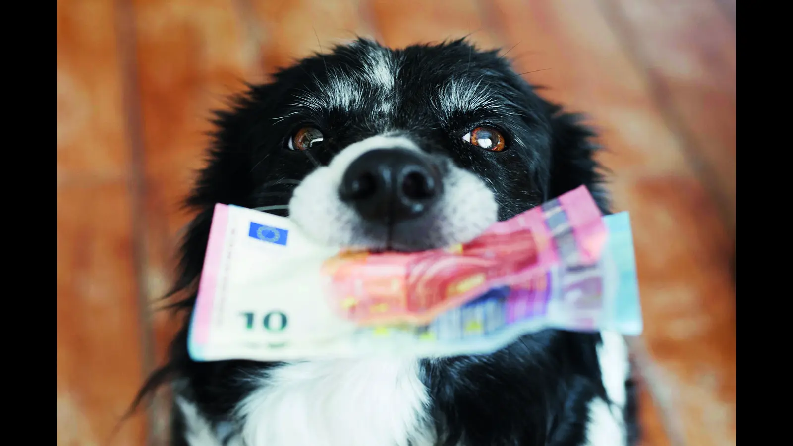 Hunde bringen nicht nur Stöckchen - sie bringen auch Geld in die kommunalen Kassen.  (Foto: adobeStock)