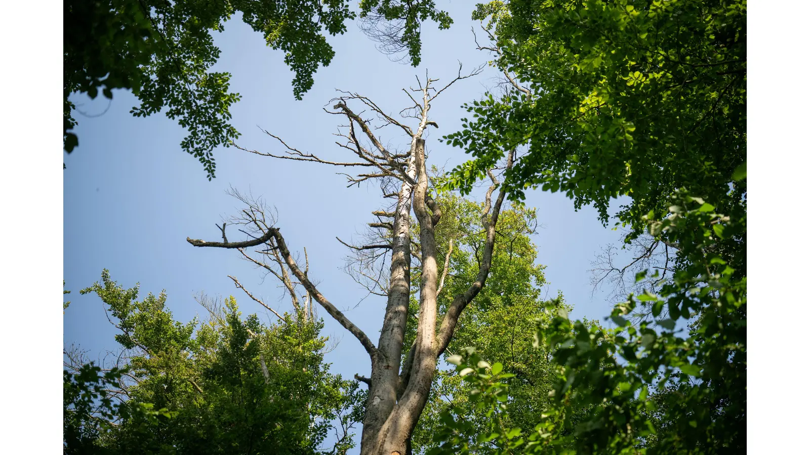 Trockenschäden bei Rotbuchen am Ith-Hills-Wanderweg. (Foto: Niedersächsische Landesforsten)