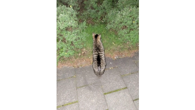 Diese Katze ist in Bad Nenndorf ausgesetzt worden. (Foto: privat)