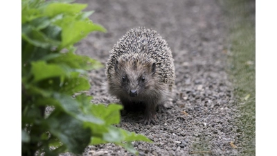 Der Igel ist Tier des Jahres 2024.  (Foto: Nabu)