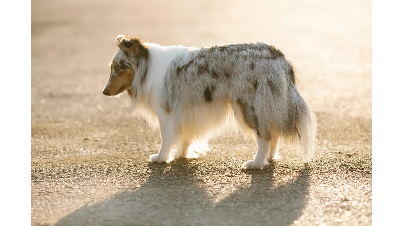 Eine Studie bestätigt das Hunde um verstorbene Artgenossen trauern. (Foto: privat)