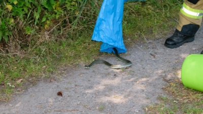  Die Ringelnatter wurde bei einem Teich ausgesetzt.  (Foto: privat)