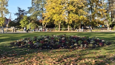 Neben der Herbst-/ Winterbepflanzung stehen nach Baumumstürzen auch Neupflanzungen im Kurpark an. (Foto: wb)