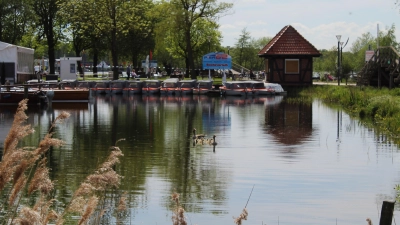 Vermehren sich prächtig: Graugänse am Steinhuder Meer. (Foto: wb)