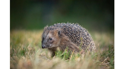 Igel auf einer Wiese. (Foto: Marc Scharping)